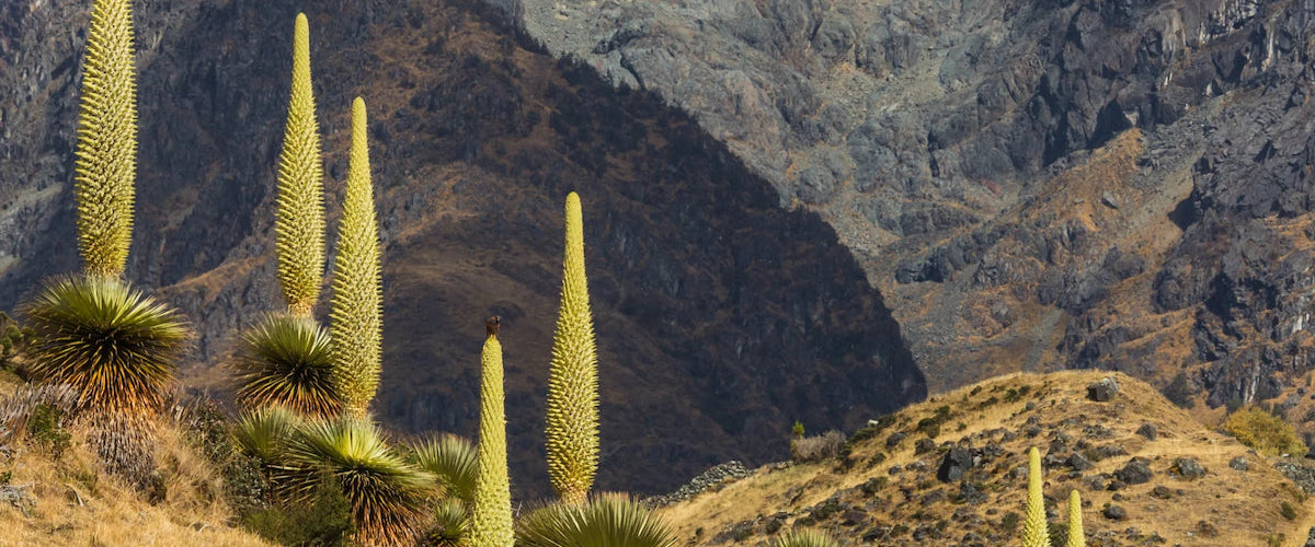 Introducing the Puya Collection: A story of beauty and resilience