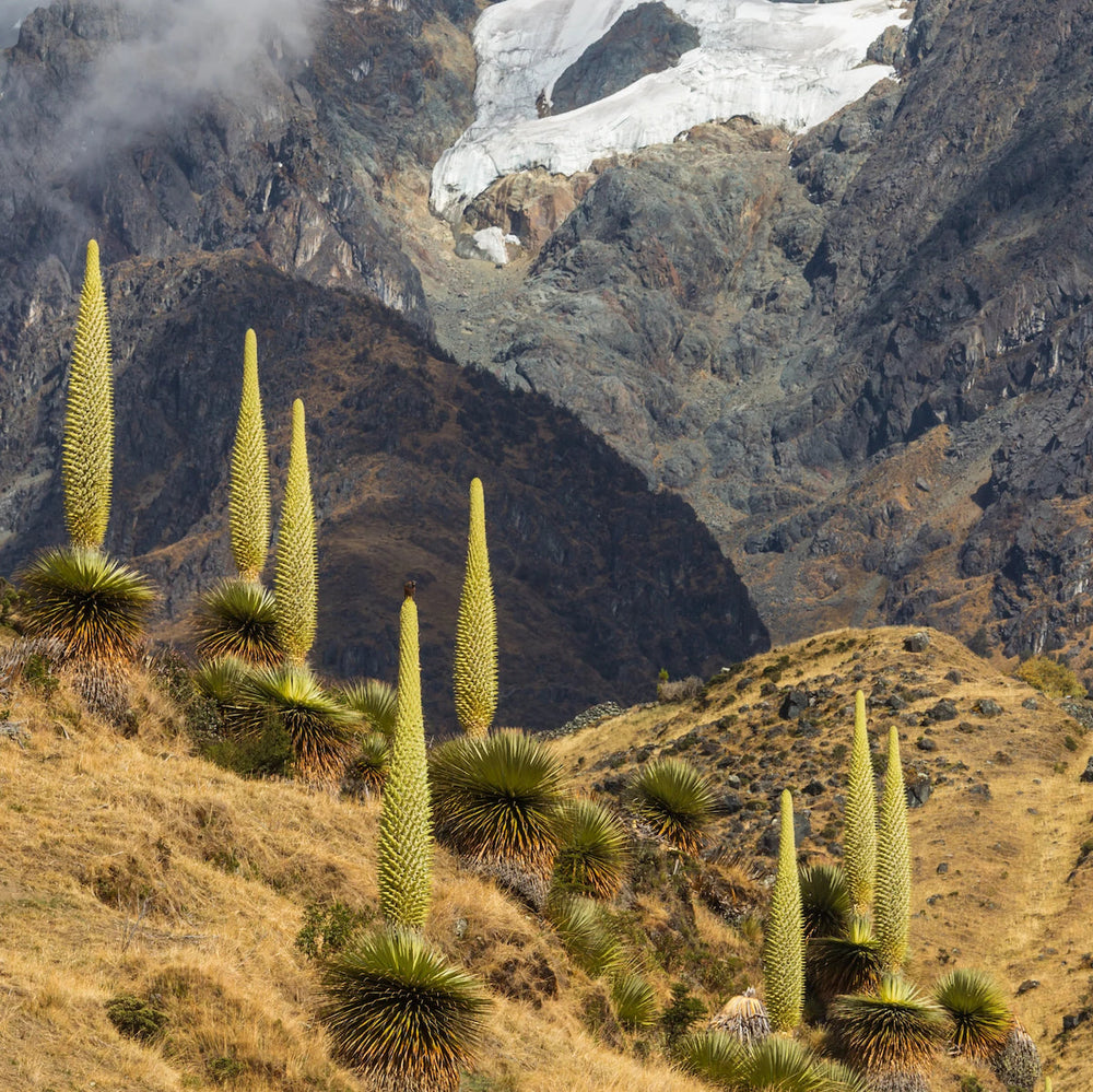 Introducing the Puya Collection: A story of beauty and resilience